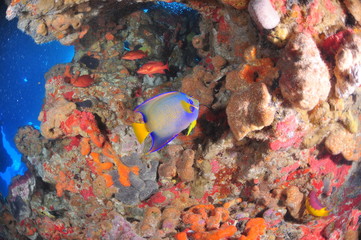 Fototapeta na wymiar colorful fish in aquarium
