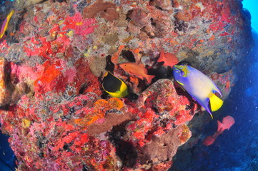 school of clown fish