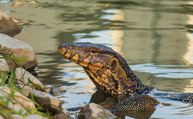 Water Monitor (Varanus salvator) Going up from the water in the park of Thailand