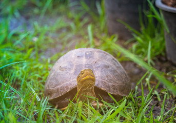 Young turtles are walking on the grass.