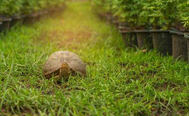 Young turtles are walking on the grass.