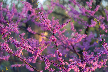 Pink flowering redbud tree in the spring