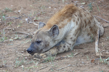 Tüpfelhyäne / Spotted hyaena / Crocuta crocuta