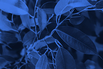 Natural pattern flower background. Ficus Benjamin blue background with copy space, space for text. Natural wallpaper