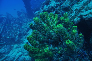 diver and coral