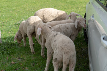 Schwarzwald im Frühling