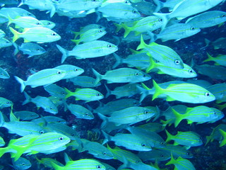 Naklejka premium fish in aquarium