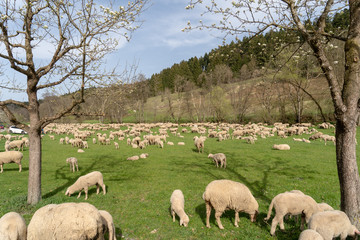 Obraz premium Schwarzwald im Frühling