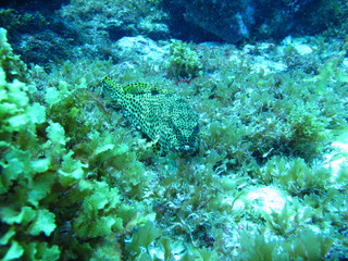 coral reef with fish