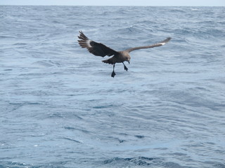seagull in flight