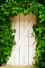 White wooden door overgrown with wild grapes