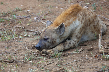 Tüpfelhyäne / Spotted hyaena / Crocuta crocuta