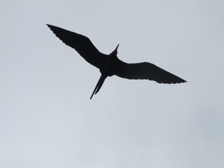 silhouette of gull flying in sky