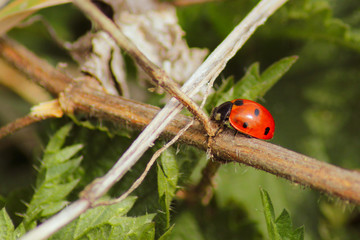 Ladybug sitting on a stalk