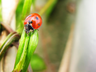 Ladybug close-up