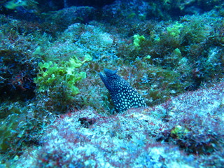 Fototapeta premium fish in the sea