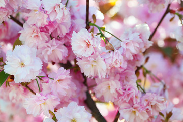 Flower bouquet with leaf.  Soft focus. Nature blur background. Pink (lilac) color.