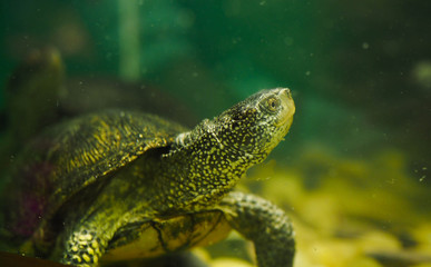  river turtle in an aquarium