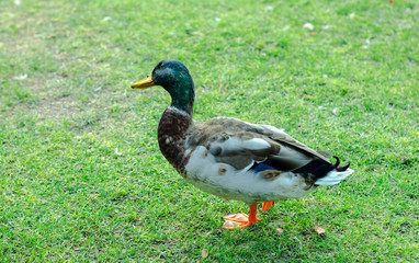 Pato
