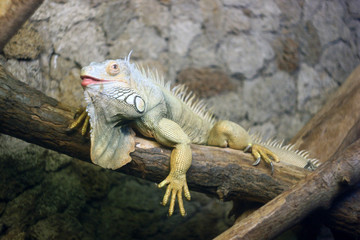 Iguana on a branch depth of field