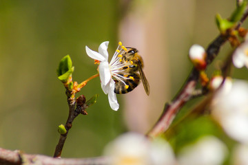 Bee sitting on the flower
