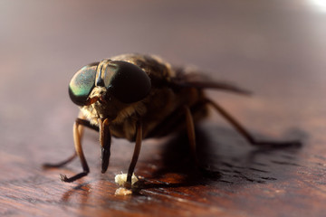 Fly on wood brown sruface - Extreme magnification