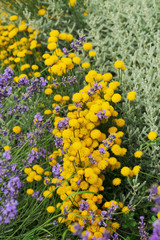 Beautiful combination of blooming yellow flowers with lilac blooming lavender