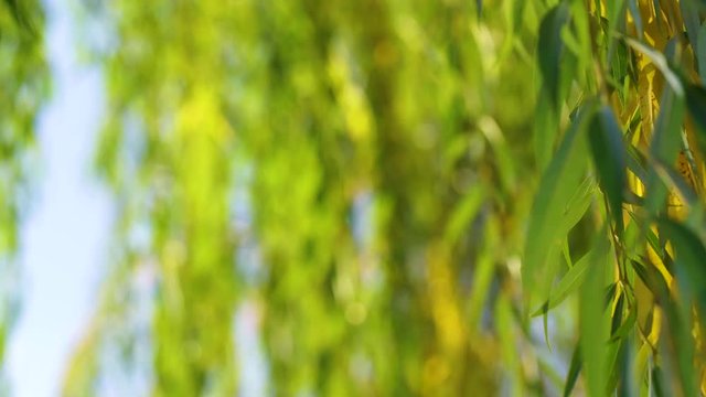 Colorful green and yellow leaves of old willow tree growing outdoors. Beautiful seasonal nature background. 