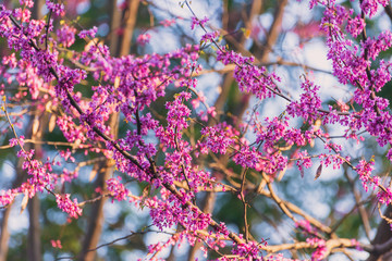 Pink flowering redbud tree in the spring
