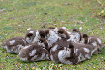 9 kuschelig kuschelnde Nilgansküken wärmen sich beim gemeinsamen Mittagsschlaf wie ein...