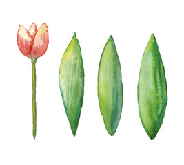 Obraz premium Vector Watercolor tulip, hand drawn illustration of spring flower, floral illustration isolated on white background.