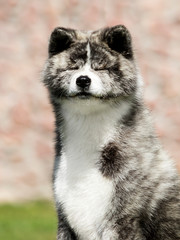 Japanese Akita dog