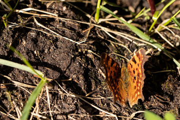 Butterfly