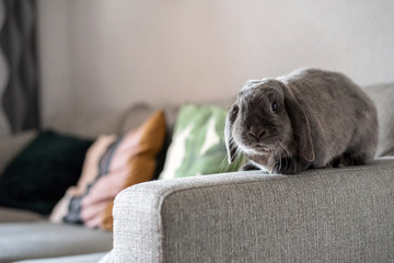 Cute little bunny on the sofa posing to the camera