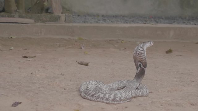 Close up of a dangerous poisonous cobra snake being picked up by a snake charmer during a show in Sri Lanka