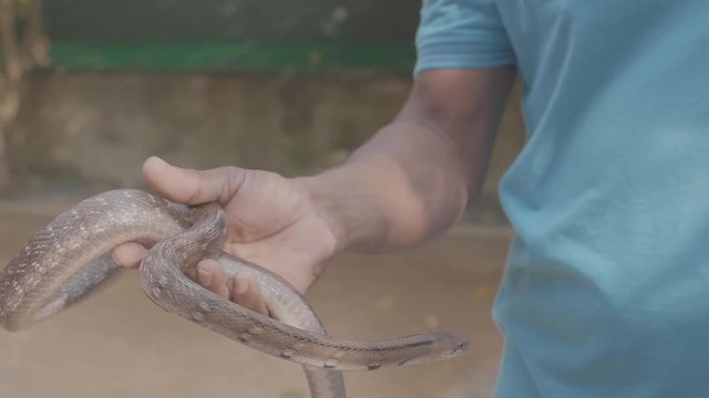 Close up of a dangerous small baby python snake being picked up by a snake charmer during a show in Sri Lanka