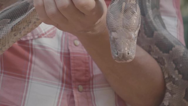 Close up of a dangerous large python snake being picked up by a snake charmer during a show in Sri Lanka