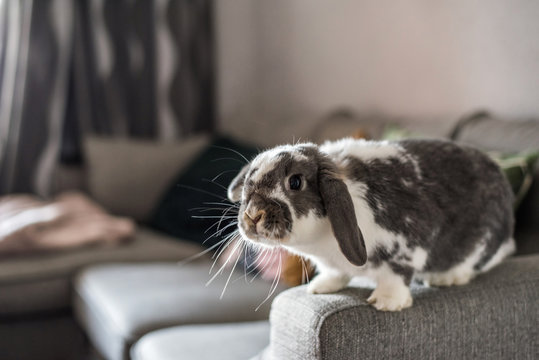 Cute little bunny on the sofa posing to the camera
