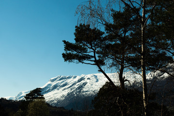 tree and snow mountains
