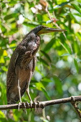     bare-throated tiger heron, Tigrisoma mexicanum, wading bird in Costa Rica 