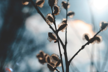 early spring. the snow is gone. buds begin to bloom. the tree comes alive after winter.