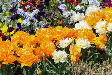 Blumenbeet mit bunten Tulpen, Tulipa