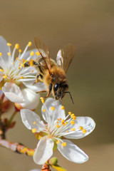 Portrait of a bee sitting on the flower
