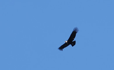 condor