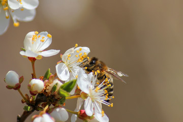 Bee sitting on the apple blossom flower