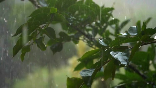 A close up, slow motion shot of heavy rain falling on a branch and leaves. (III)