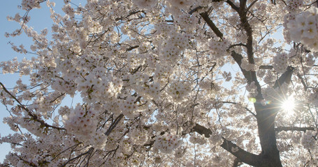 Yoshino Cherry Blossoms In Washington DC At The Tidal Basin Medium Shot Sun Flare