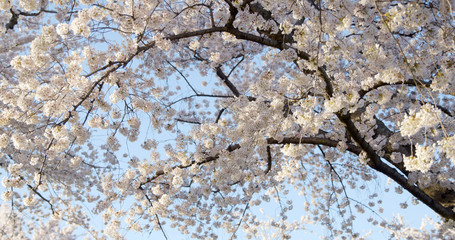 Yoshino Cherry Blossoms In Washington DC At The Tidal Basin Wide Shot