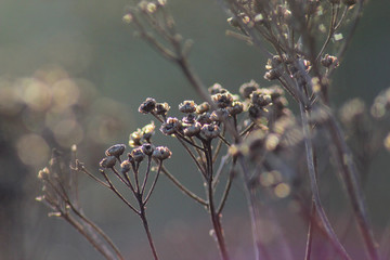 Dried flower buds of weeds in spring time