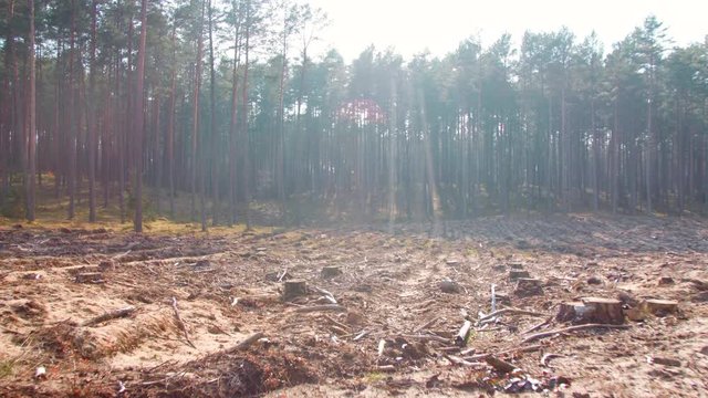 deforestration forest field